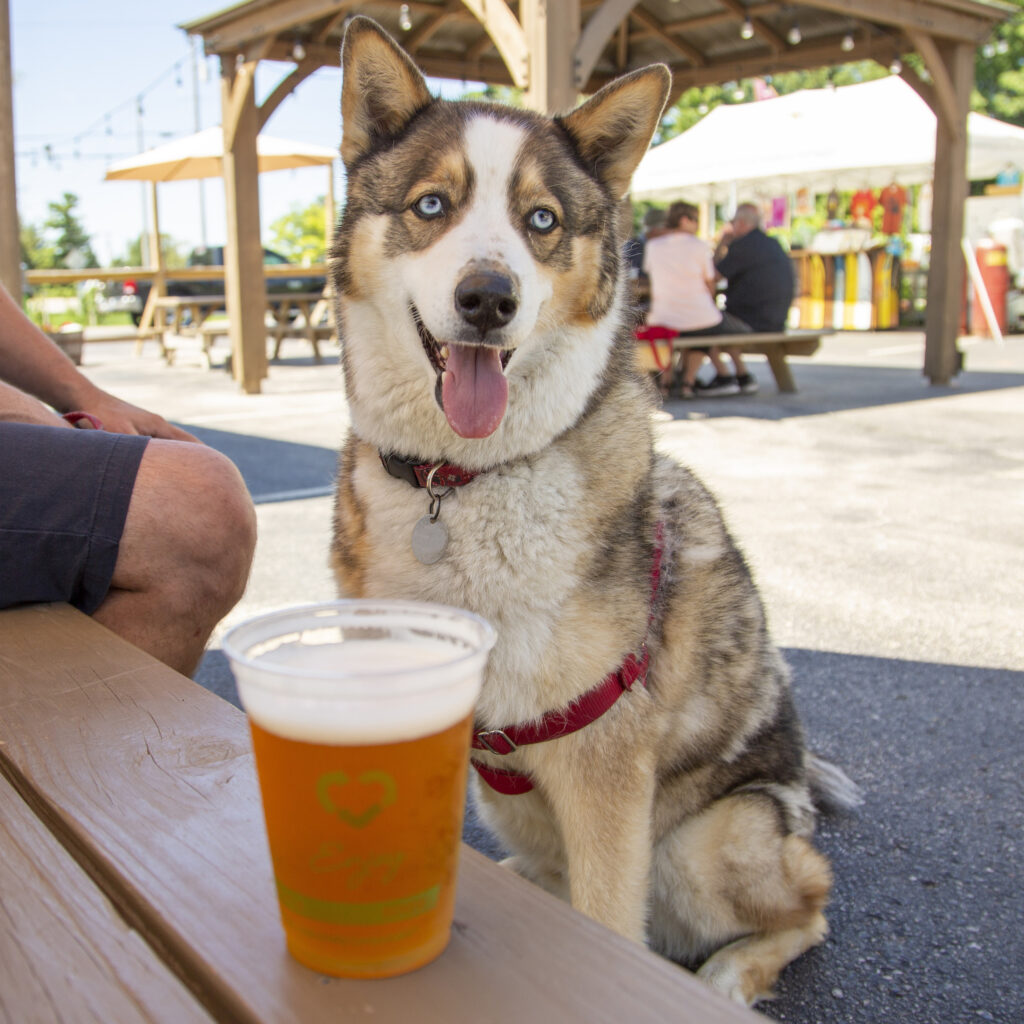 Husky sits in parking lot at the Pull Barn in front of a full beer